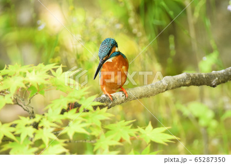 カワセミ5093- カワセミ5093- 65287350