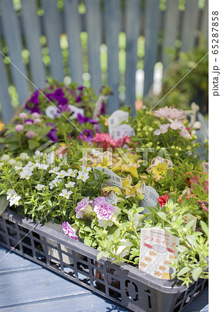 カゴトレイに入った沢山の花の苗 ガーデニングイメージ カゴトレイに入った沢山の花の苗 ガーデニングイメージ 65287858