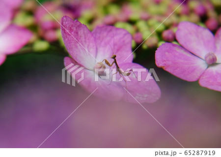 紫陽花 紫陽花 65287919