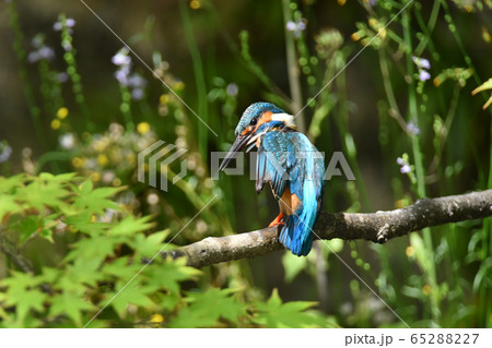 カワセミ4951- 65288227