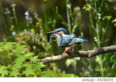 カワセミ4964- カワセミ4964- 65288255
