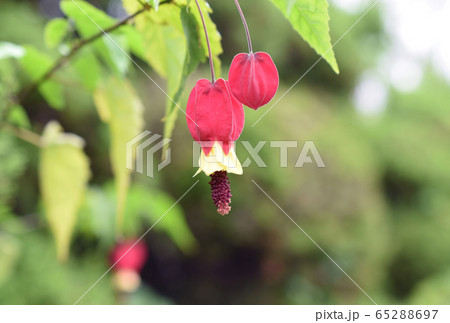 アブチロン 65288697