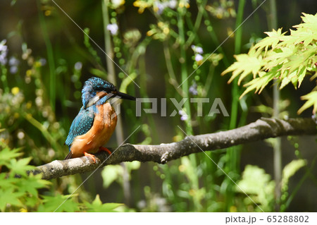 カワセミ4903- 65288802