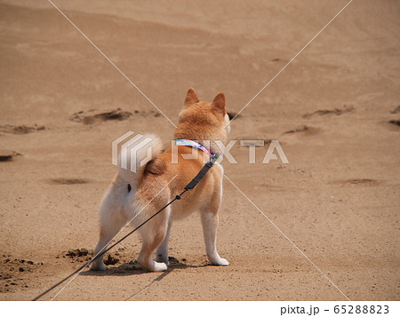 柴犬の後ろ姿 鳥取砂丘にての写真素材 6528