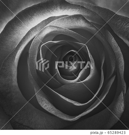 Dark rose swirl square background, studio shot 65289423