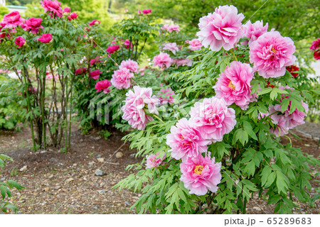 三重県　いなべ市農業公園　ぼたん園　ピンクのぼたん 65289683