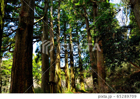 箱根・箱根杉並木・箱根恩賜公園駐車場付近・昔と変わらぬ旅人の街道の眺め（２）・神奈川 65289709