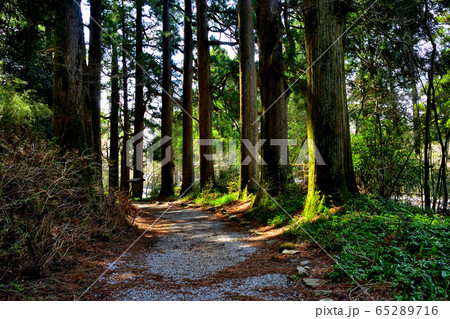 箱根・箱根杉並木・箱根恩賜公園駐車場付近・歴史を感じながら歩く箱根旧街道（２）・神奈川 65289716