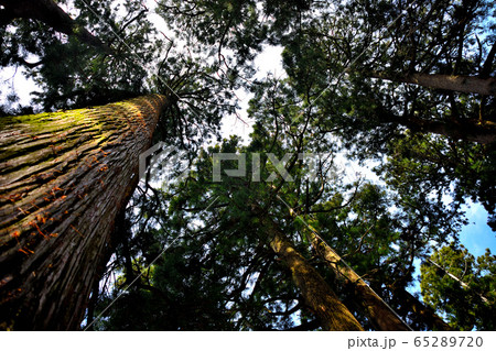 箱根・箱根杉並木・箱根恩賜公園駐車場付近・江戸時代を偲ばせる箱根旧街道の杉を見上げる（３）・神奈川 65289720