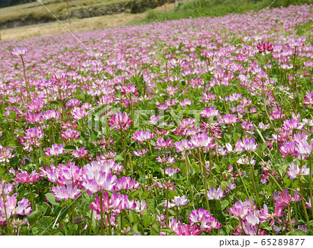 レンゲの花畑の写真素材