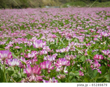 レンゲの花畑の写真素材