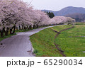 桧木内川堤の桜並木／秋田県仙北市 65290034