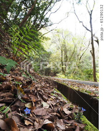 フデリンドウ フデリンドウ 65290132