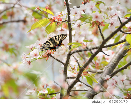 ギフチョウ ギフチョウ 65290179