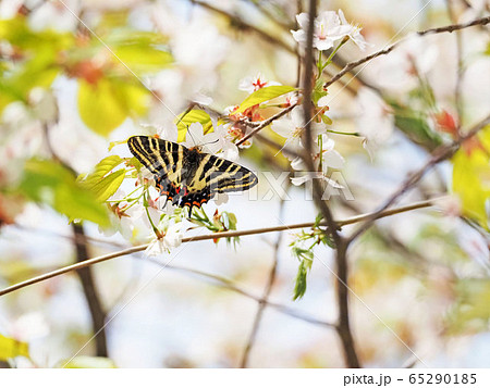 ギフチョウ ギフチョウ 65290185