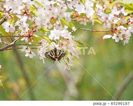 ギフチョウ ギフチョウ 65290187