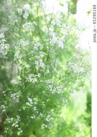 パクチーの花 パクチーの花 65290188