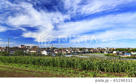 畑（夏） 65290332