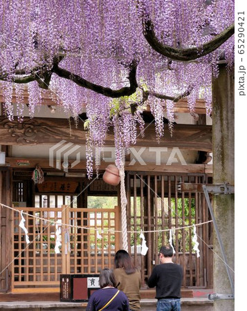 藤野花が美しい山田日吉神社　(熊本県玉名市） 65290421