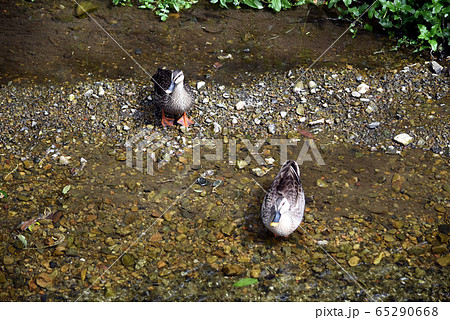 カモ　つがい 65290668