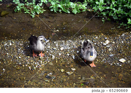 カモ つがい カモ つがい 65290669