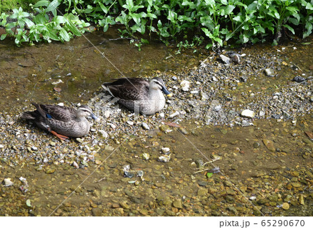 休む　カモ　つがい 65290670