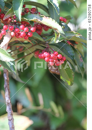 マンリョウ 65290758