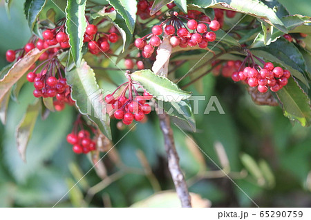 マンリョウ 65290759