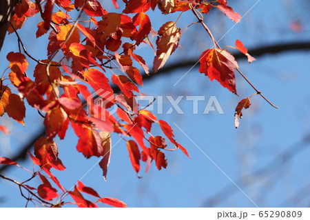 ハナノキの紅葉 65290809