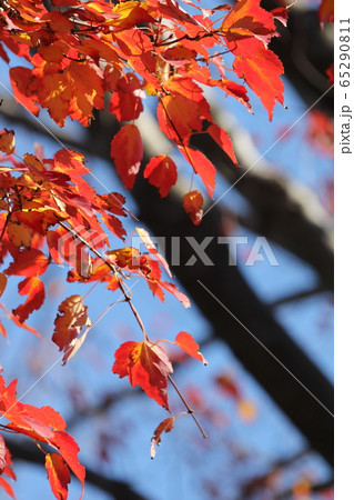 ハナノキの紅葉 65290811