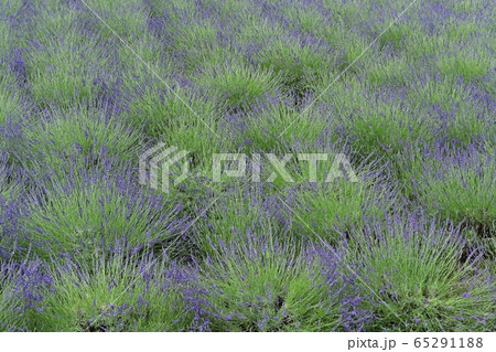 嵐山町千年の苑ラベンダー園のラベンダー畑 嵐山町千年の苑ラベンダー園のラベンダー畑 65291188
