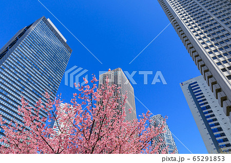 新宿_桜と高層ビル街の絶景 新宿_桜と高層ビル街の絶景 65291853