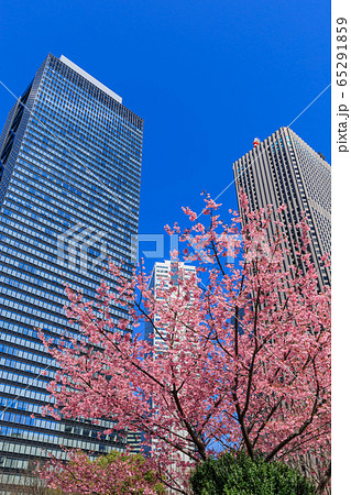 新宿_桜と高層ビル街の絶景 新宿_桜と高層ビル街の絶景 65291859