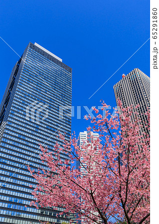 新宿_桜と高層ビル街の絶景 65291860