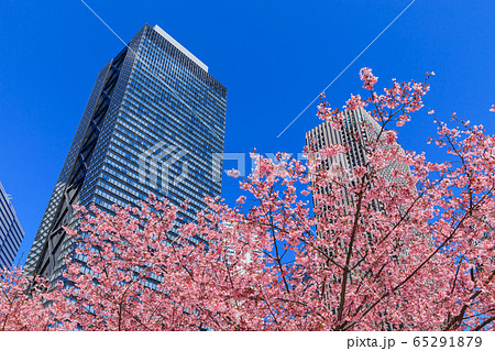 新宿_桜と高層ビル街の絶景 新宿_桜と高層ビル街の絶景 65291879