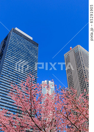 新宿_桜と高層ビル街の絶景 新宿_桜と高層ビル街の絶景 65291905
