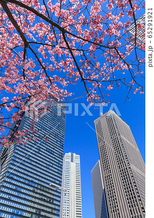 新宿_桜と高層ビル街の絶景 65291921