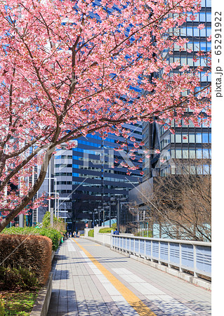 新宿_桜と高層ビル街の絶景 65291922