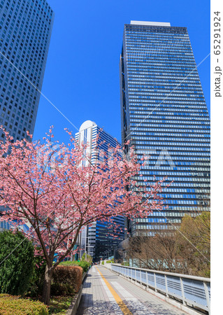 新宿_桜と高層ビル街の絶景 65291924