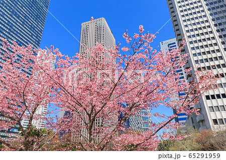 新宿_桜と高層ビル街の絶景 65291959