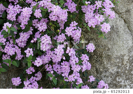 コバノランタナの花 65292013