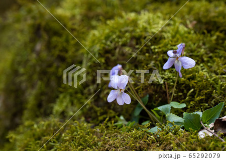 岩肌のついた苔の中に咲くスミレの写真素材