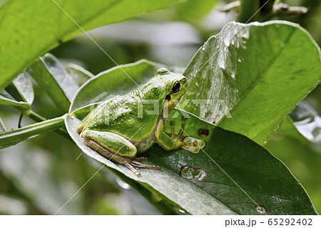 ニホンアマガエル 65292402