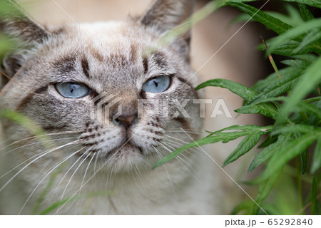 草むらの奥の猫 草むらの奥の猫 65292840