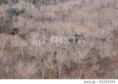 枯れ木 65292934