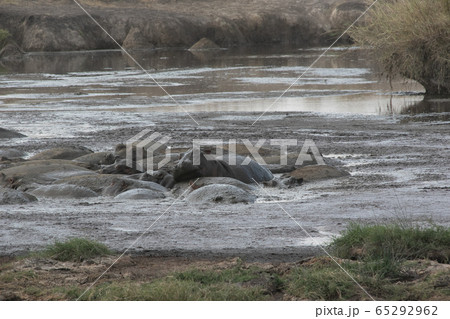タンザニア・セレンゲティの川で見かけた、カバの大群の背中 タンザニア・セレンゲティの川で見かけた、カバの大群の背中 65292962