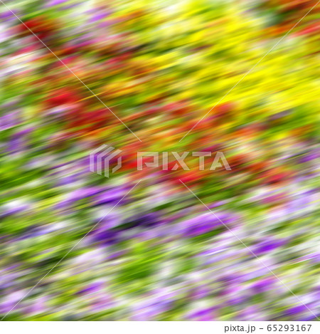 the flowers and   garden 65293167