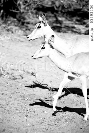 wild impala in the winter bush wild impala in the winter bush 65293256