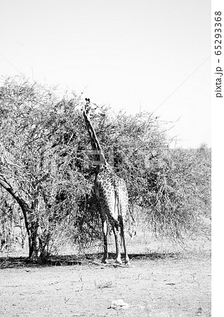 in south africa wildlife reserve and in south africa wildlife reserve and 65293368