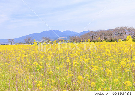 藤原宮跡 桜と菜の花 藤原宮跡 桜と菜の花 65293431